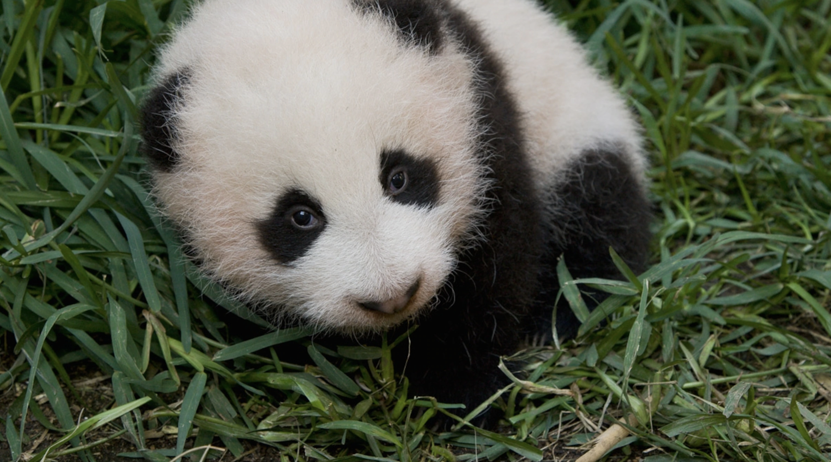 Giant Panda