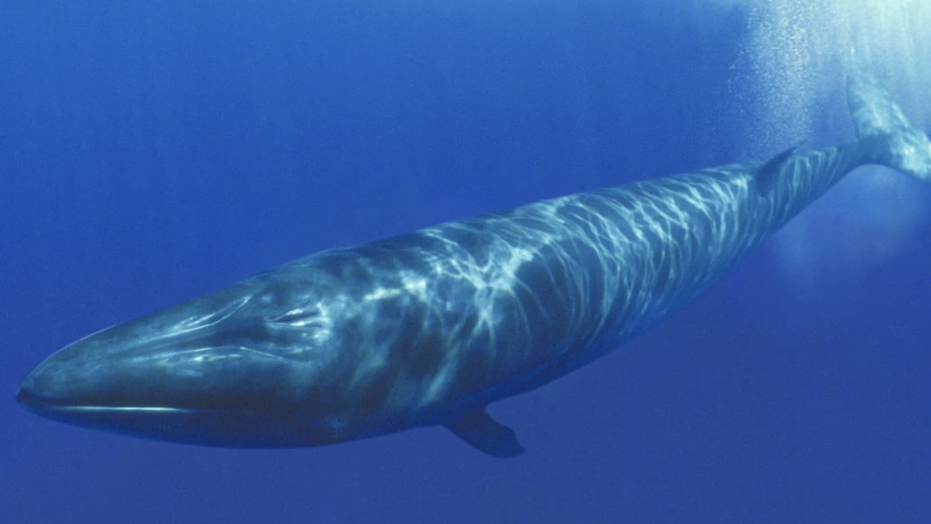 Sei Whale