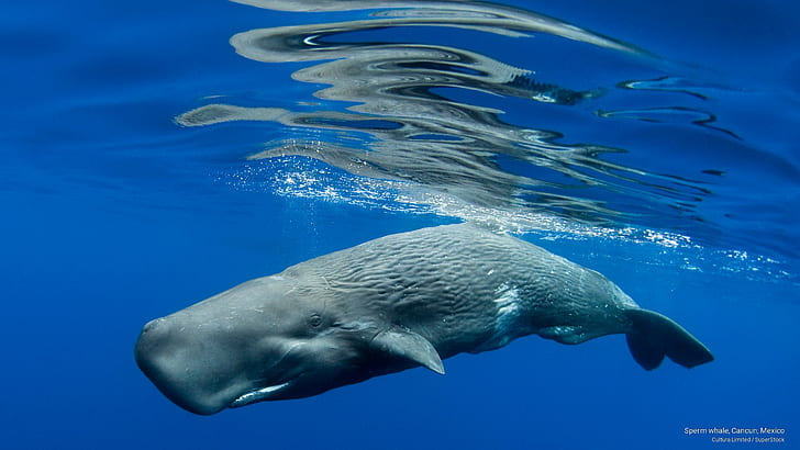 Sperm Whale